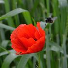 Mohn und Hummel