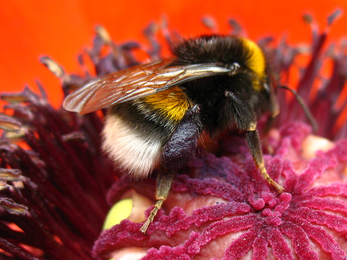 Mohn und Hummel