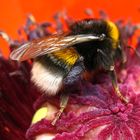 Mohn und Hummel