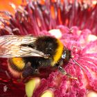 Mohn und Hummel