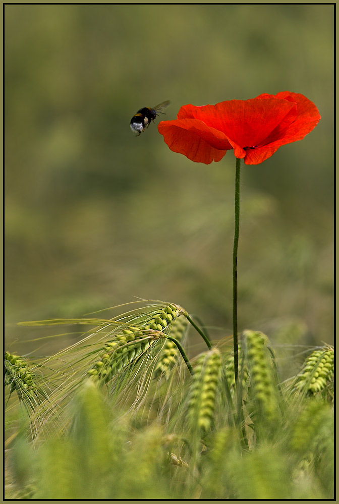 Mohn und Hummel auf Fehmarn