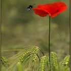 Mohn und Hummel auf Fehmarn