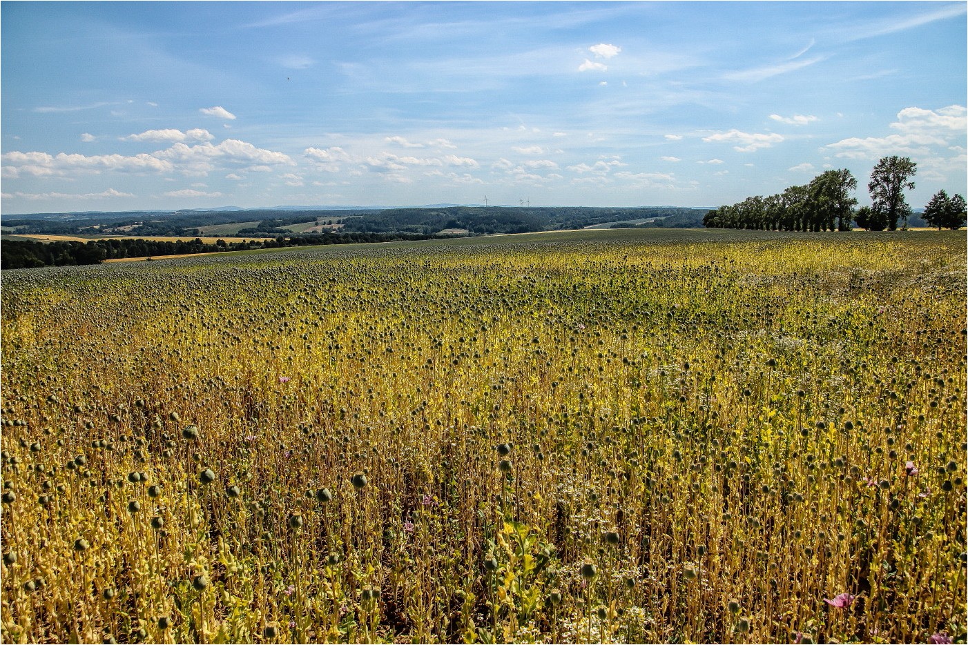 Mohn und immer noch kein Ende 1