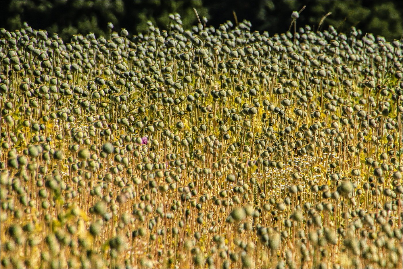 Mohn und immer noch kein Ende 2