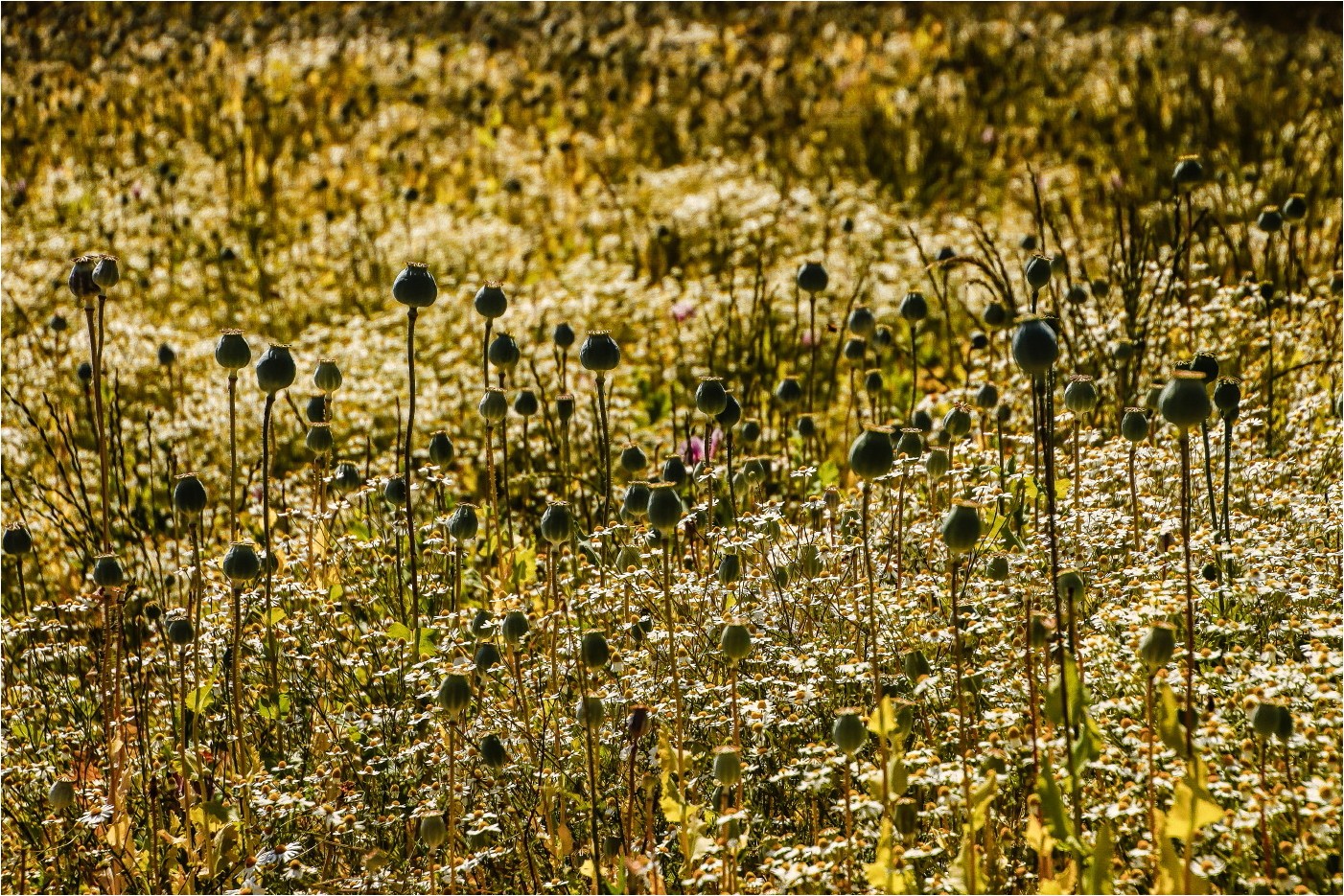 Mohn und immer noch kein Ende 6