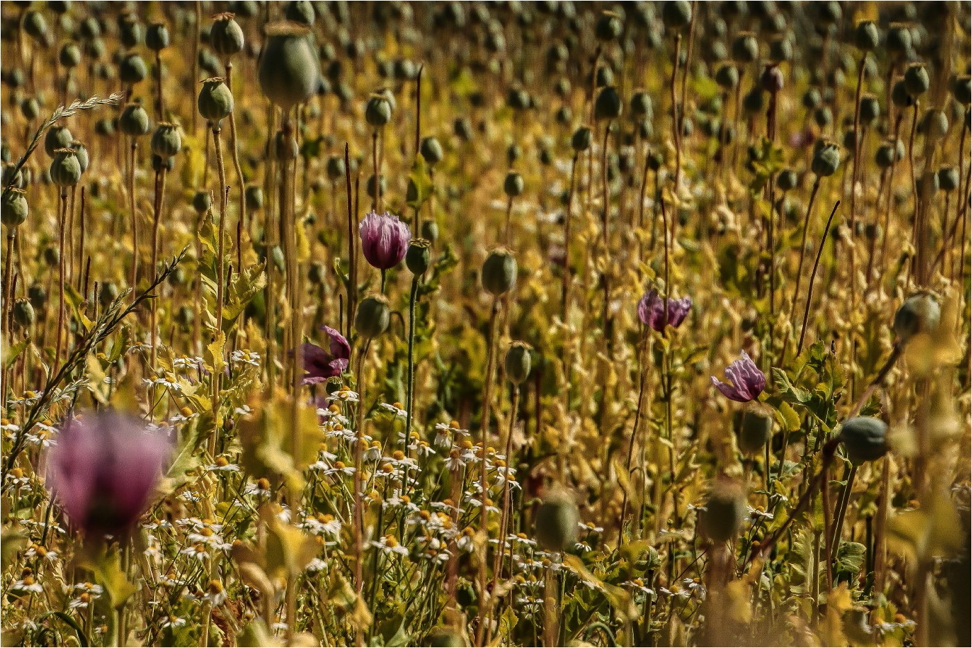 Mohn und immer noch kein Ende 7