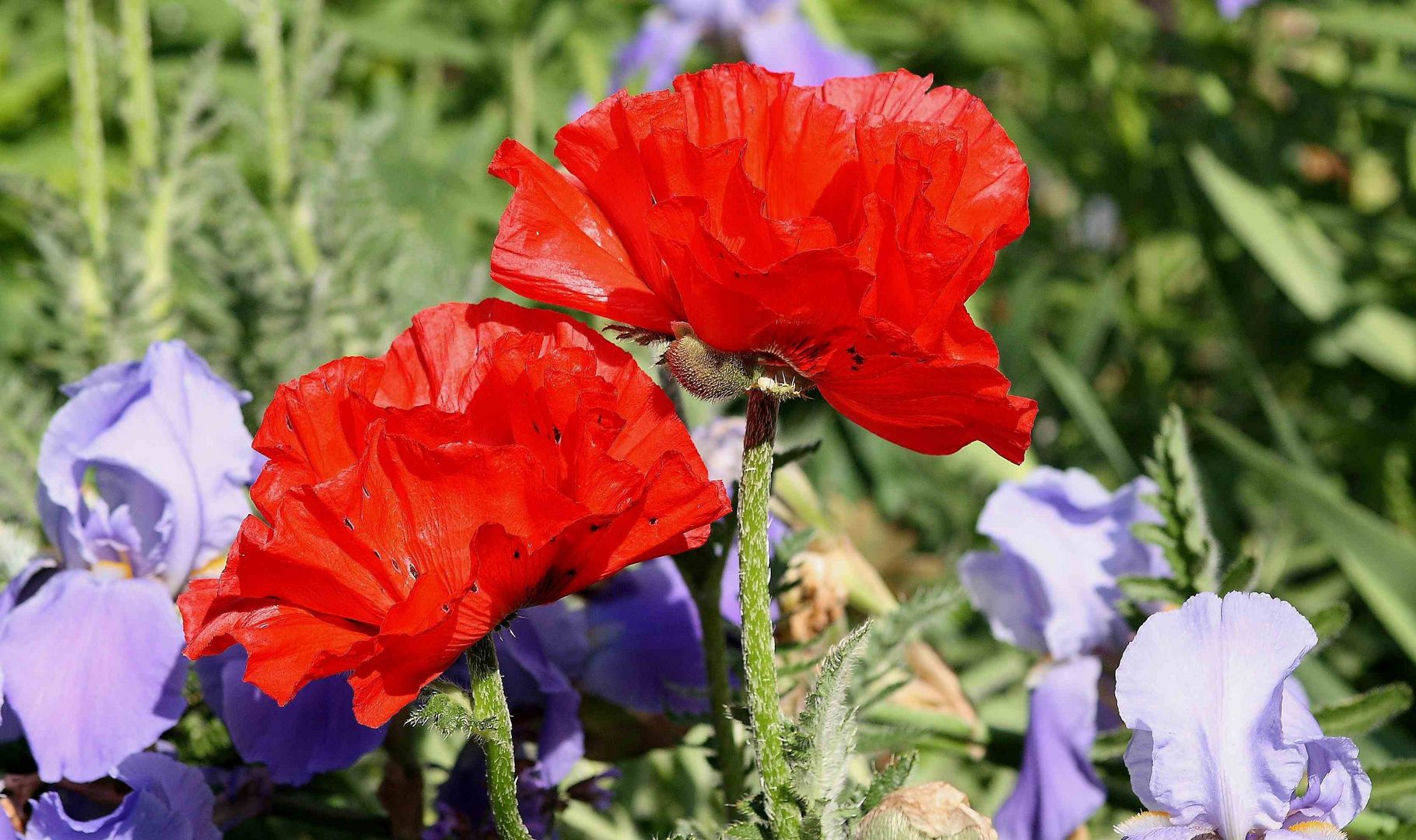 Mohn und Iris