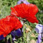 Mohn und Iris