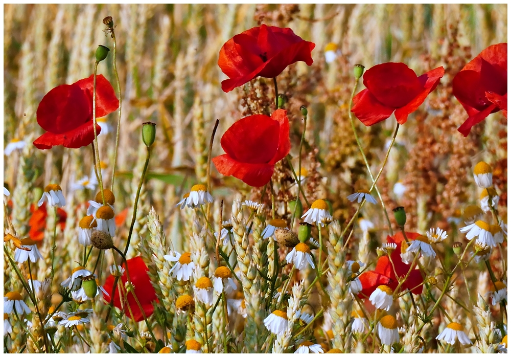 Mohn und Kamille