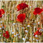 Mohn und Kamille