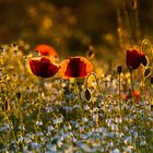 Mohn und Kamille