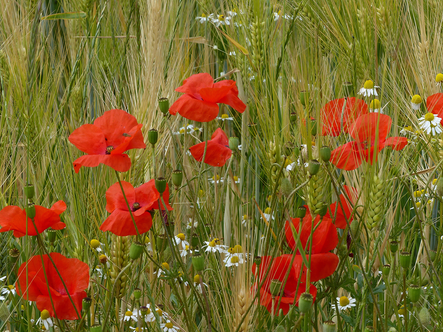 Mohn und Kamille 