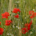 Mohn und Kamille 