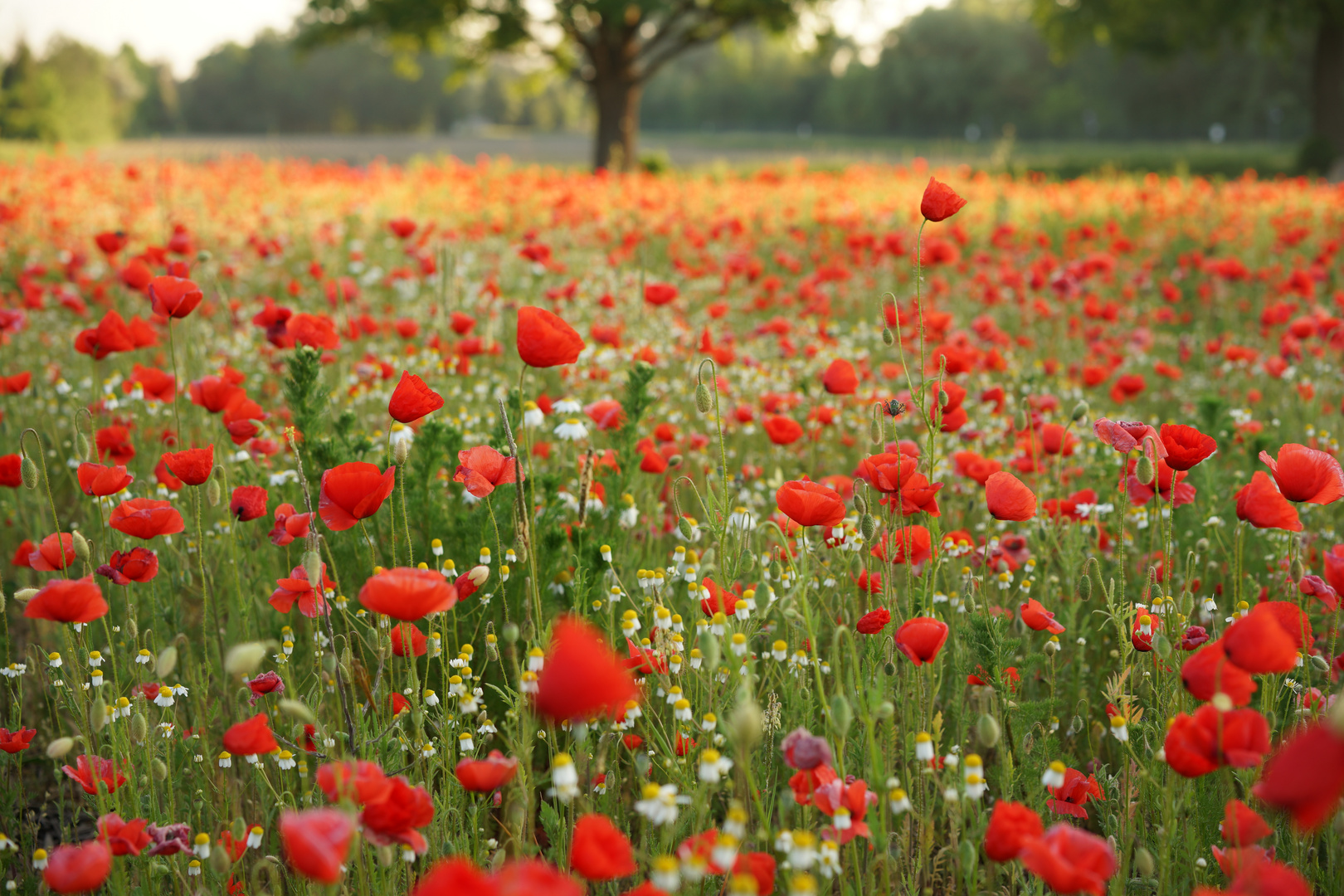 Mohn und Kamille