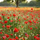 Mohn und Kamille