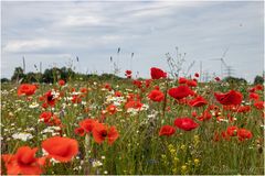 Mohn und Kamille