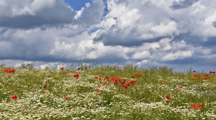 Mohn und Kamille....