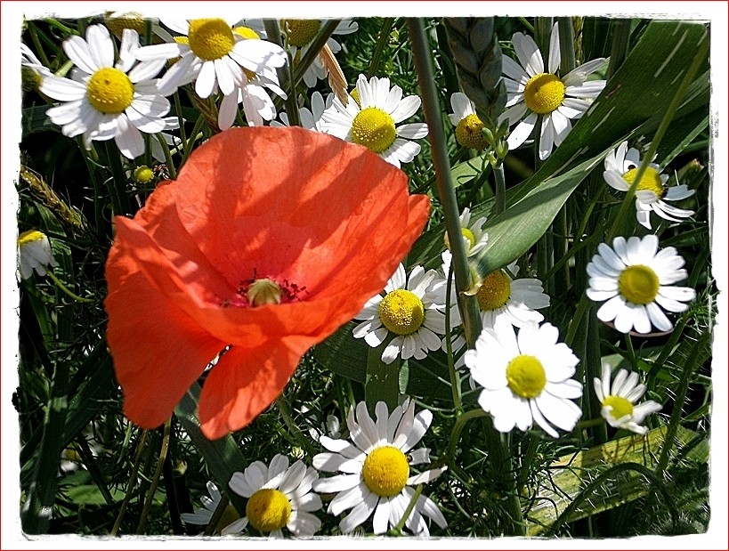 Mohn und Kamille