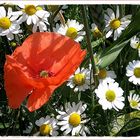 Mohn und Kamille