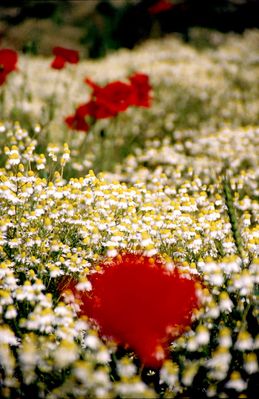 Mohn und Kamille