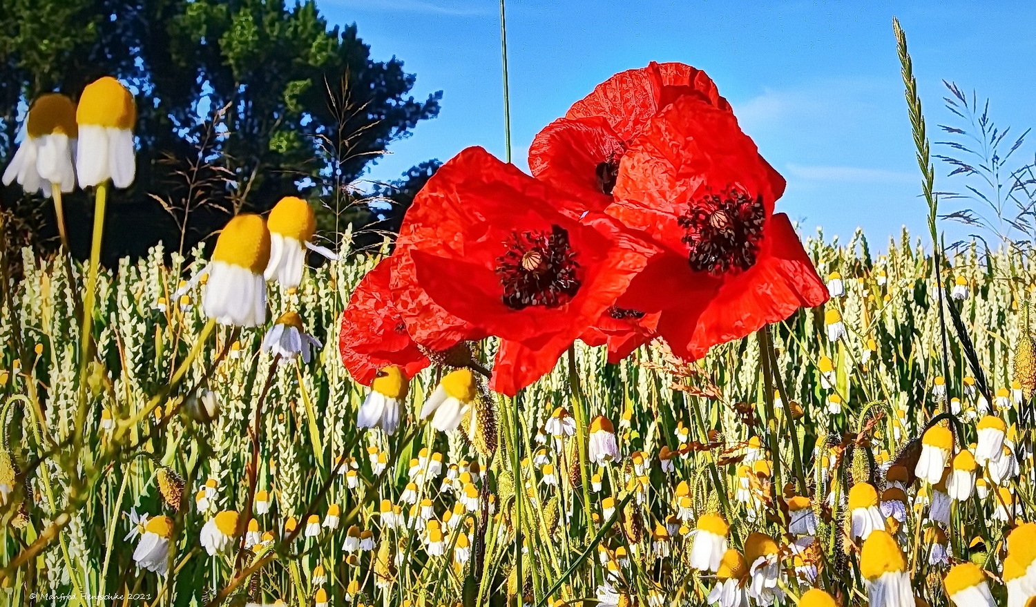 Mohn und Kamille 