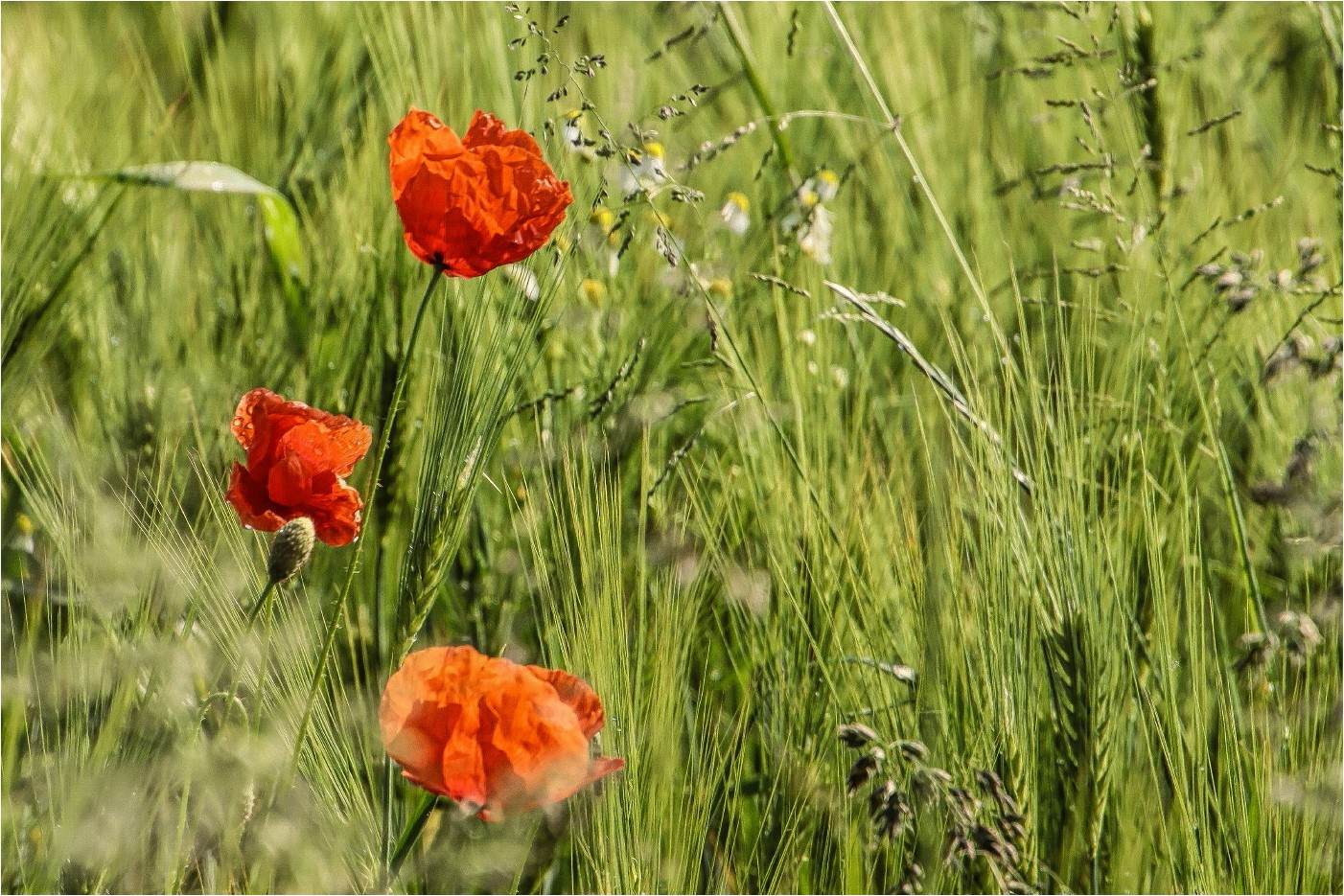 Mohn und Kamille