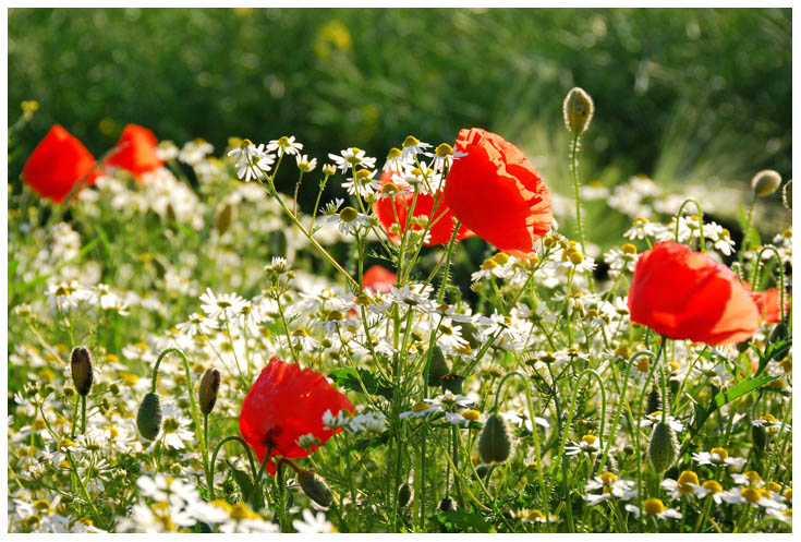 Mohn und Kamille im Einklang