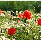 Mohn und Kamille im Einklang