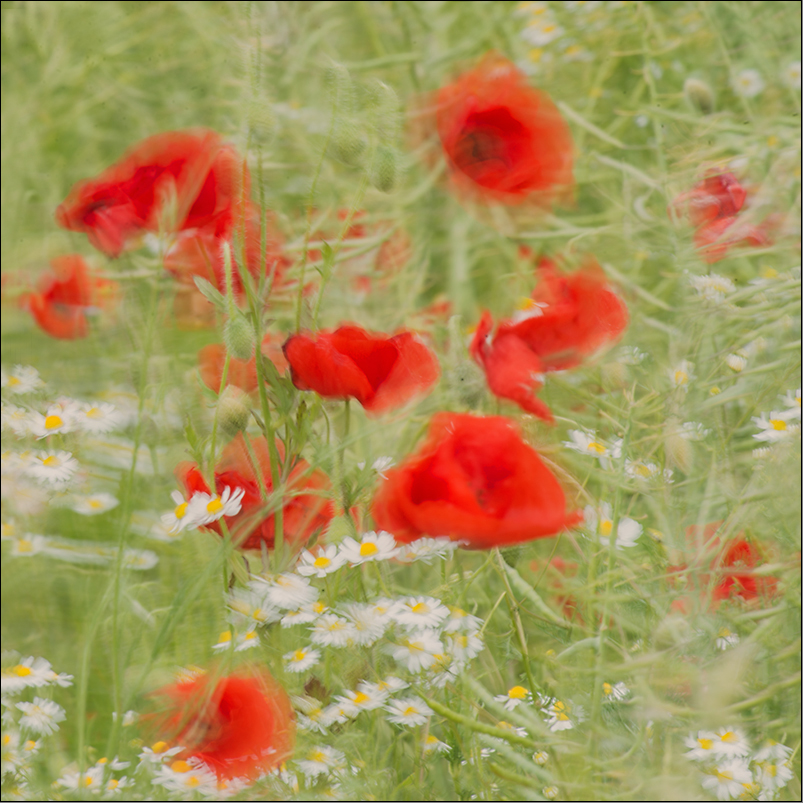 mohn und kamille im feld