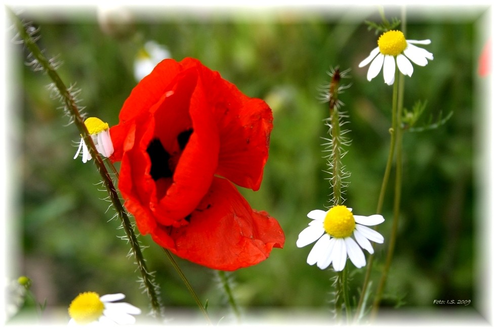 Mohn und Kamille im Wind ....