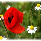 Mohn und Kamille im Wind ....