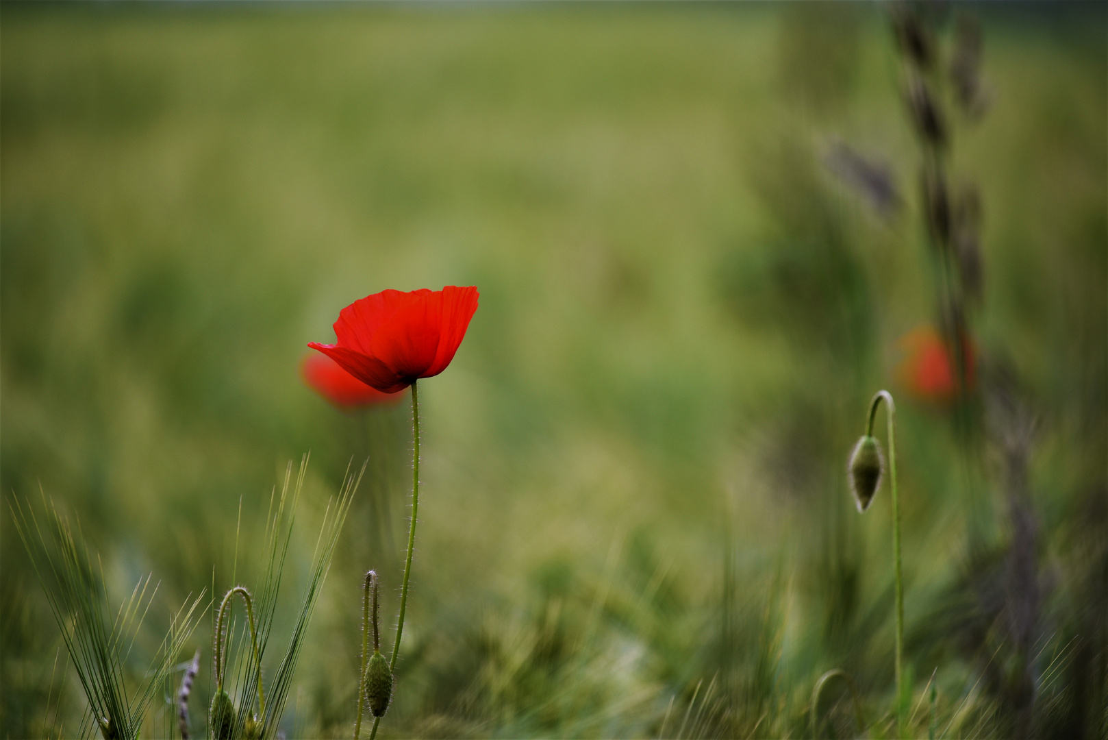 Mohn und Kapsel