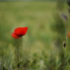 Mohn und Kapsel