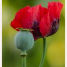 Mohn und Kapsel