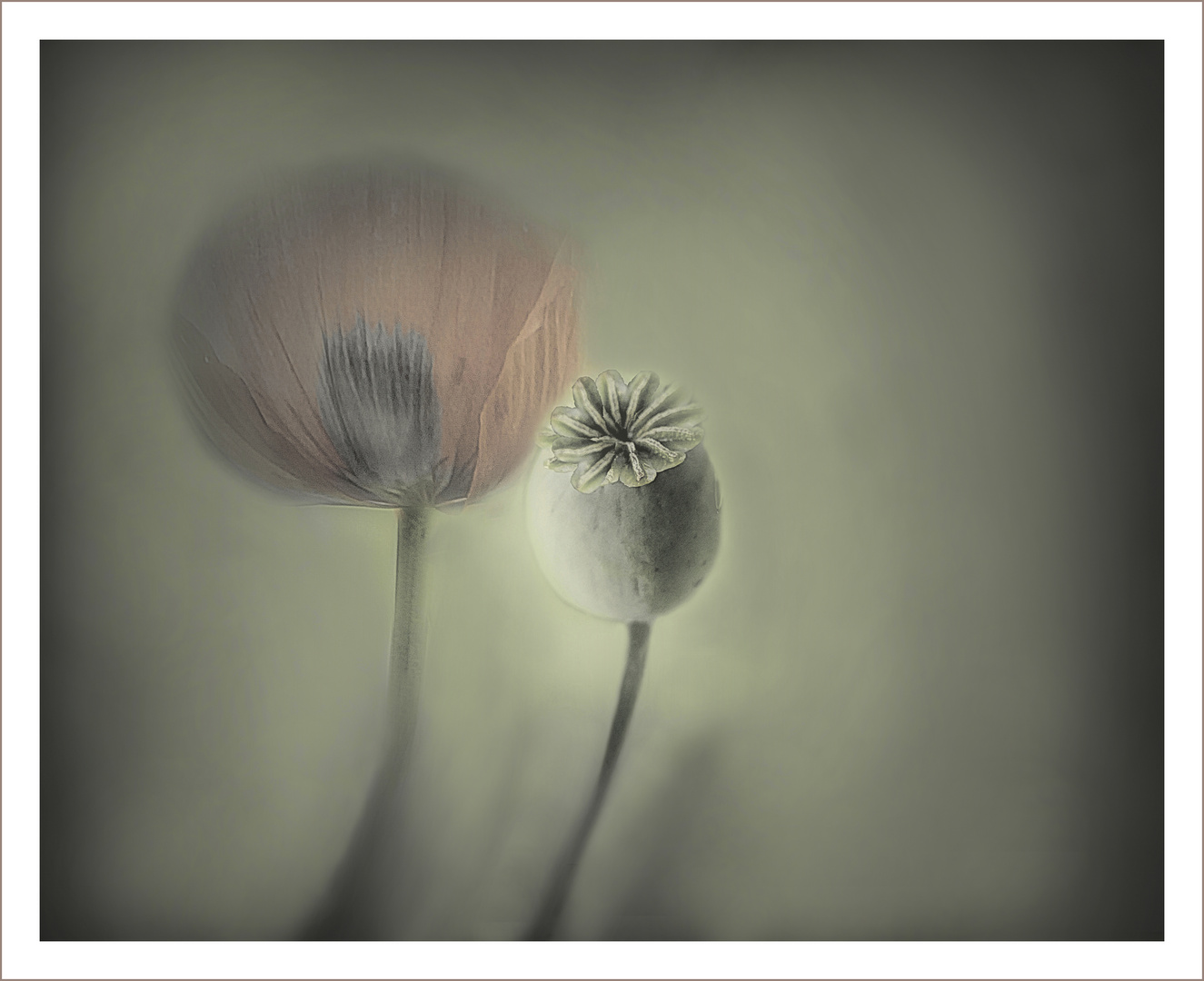 Mohn und Kapsel    