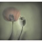 Mohn und Kapsel    