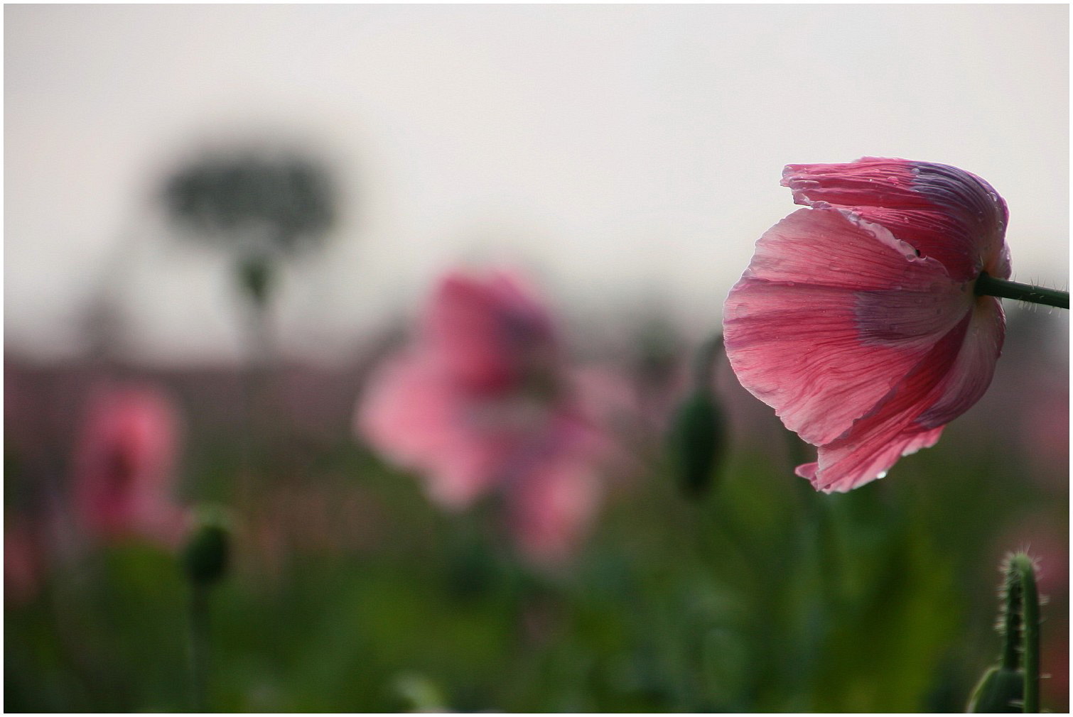 Mohn und kein Ende (1)