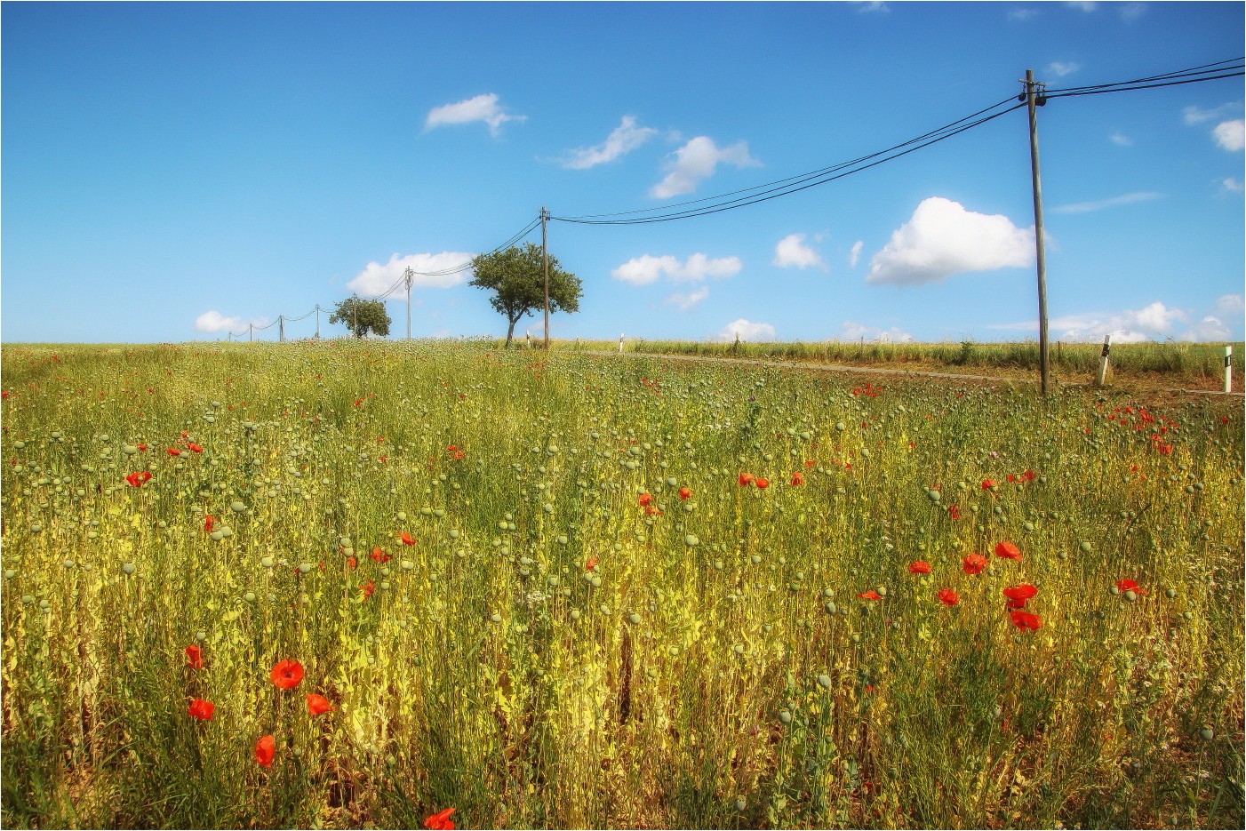 Mohn und kein Ende 1