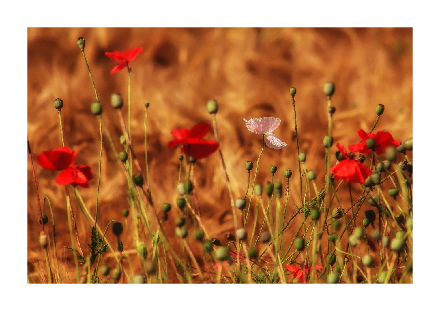 Mohn und kein Ende (2)