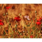 Mohn und kein Ende (2)