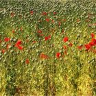 Mohn und kein Ende 2