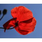 Mohn und kein Ende (3)