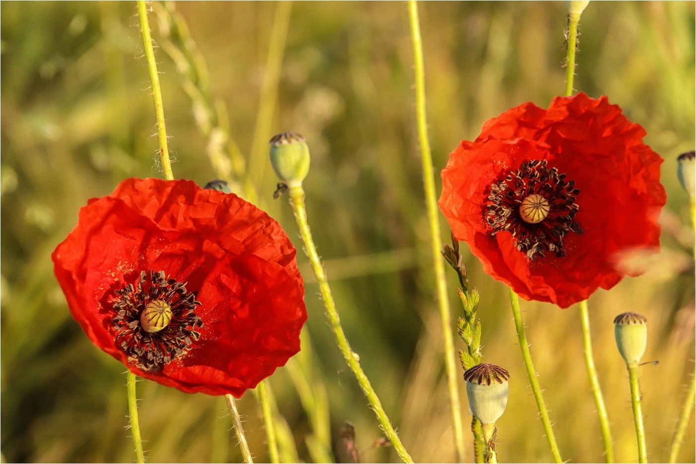 Mohn und kein Ende (4)