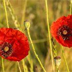 Mohn und kein Ende (4)