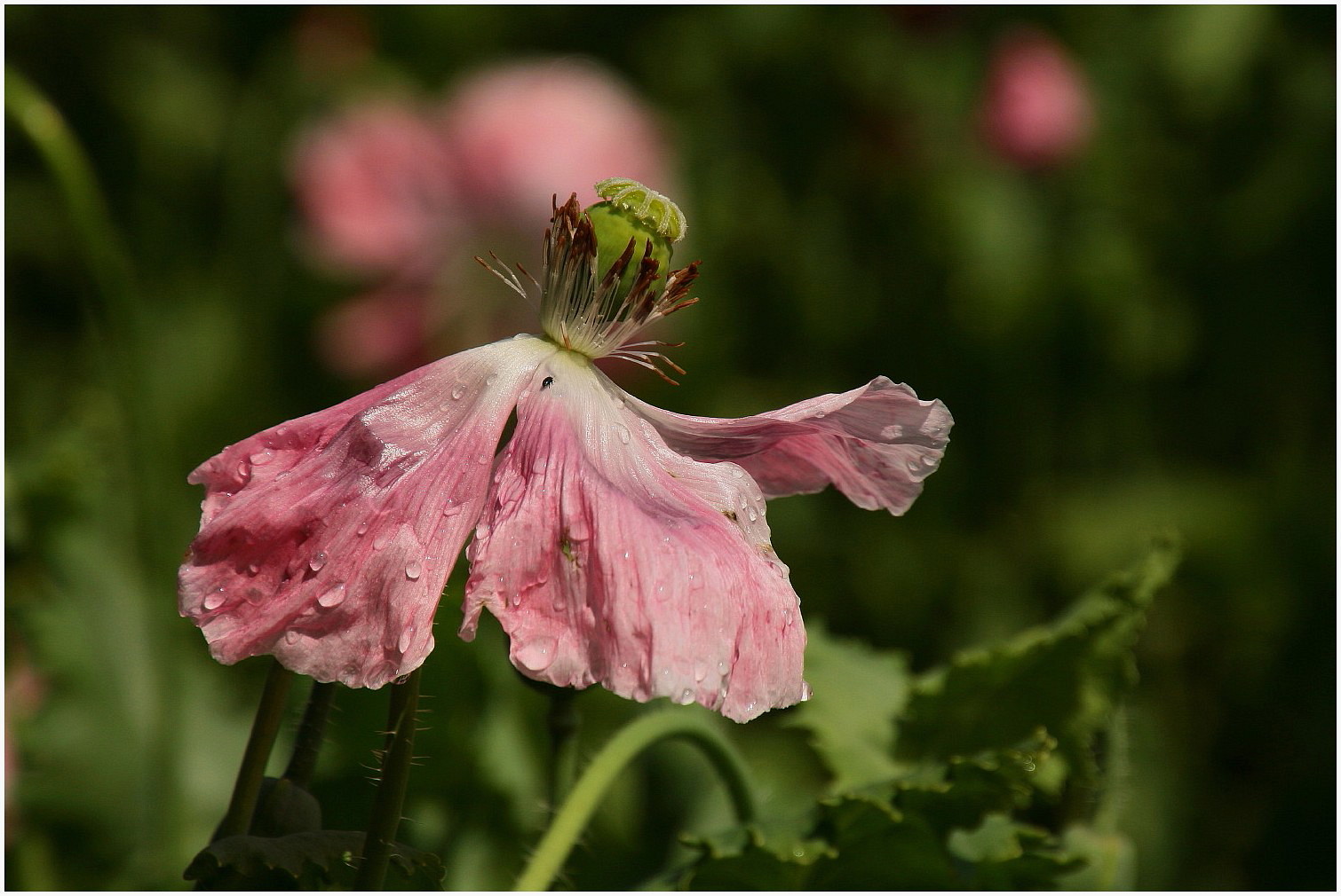 Mohn und kein Ende (4)