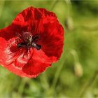 Mohn und kein Ende (5)