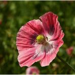 Mohn und kein Ende (5)