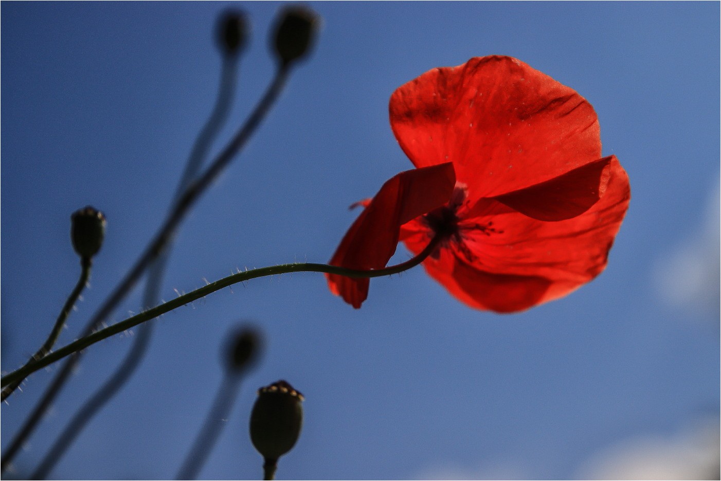 Mohn und kein Ende (6)