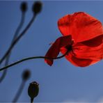 Mohn und kein Ende (6)