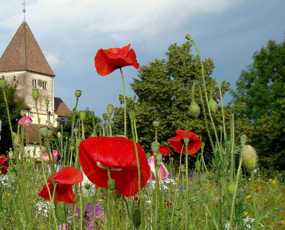 Mohn und Kirche...